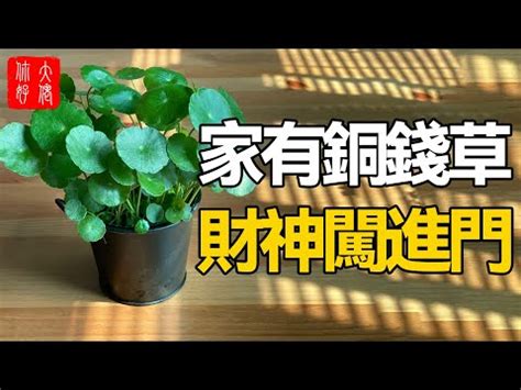 銅錢草風水|【銅錢草 風水】銅錢草風水佈局指南：招財旺運不可。